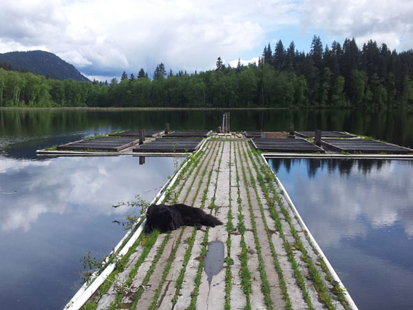 Dog day afternoon on the dock