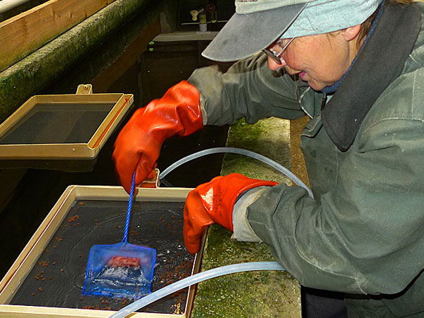 Maureen Brown egg picking